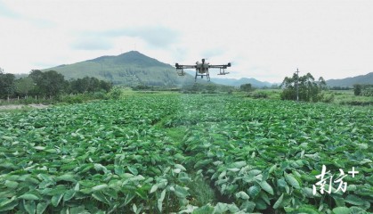 农业无人机上阵，儒洞芋头良种轮作促增收