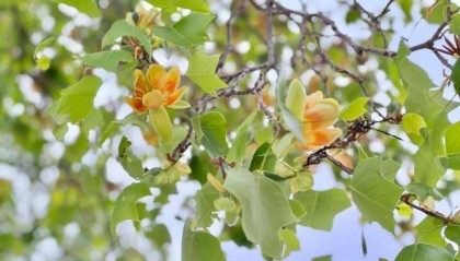 科普北海丨北海公园的马褂木