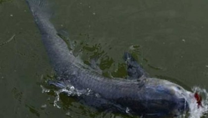 鱼塘缺氧是什么原因怎么解决呢