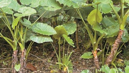 尝一口“芋头” 住了4天院