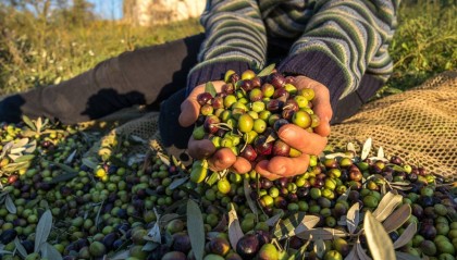 DLSM外汇探究南美农产品出口趋势及其对全球价格的影响