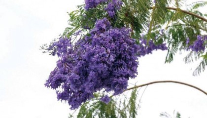 北海夏日更新“花”样