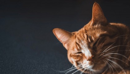 你知道场外个股期权平台在哪里可以交易吗？