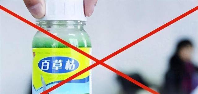 “百草枯之父”李德军：百草枯卖了多少年，我就愧疚了多少年！