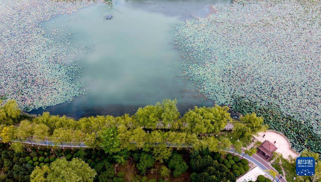 宁夏银川:城在湖中城愈美 湖在城中湖更秀