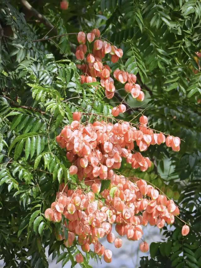 新闻联播聚焦通济秋色！榕城路栾树美到“出圈”