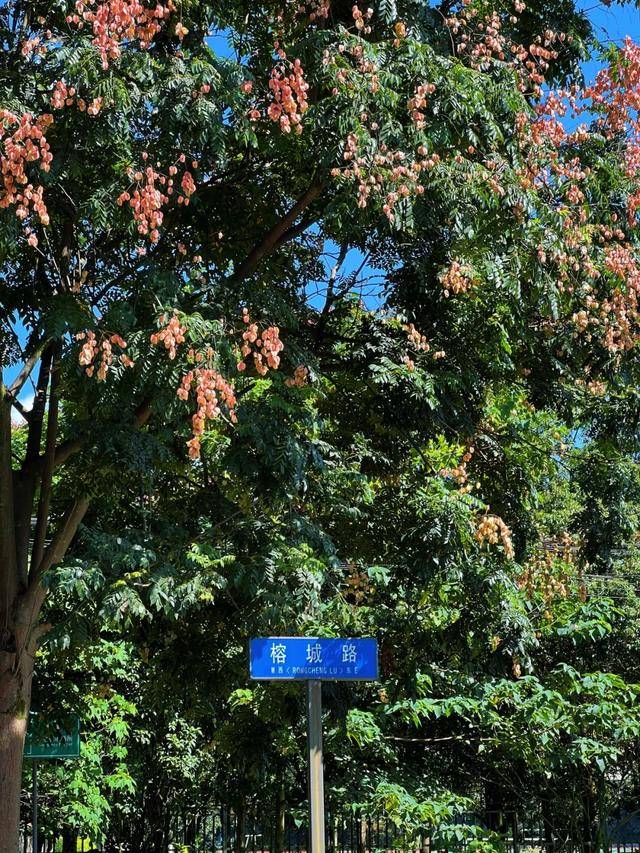 新闻联播聚焦通济秋色！榕城路栾树美到“出圈”