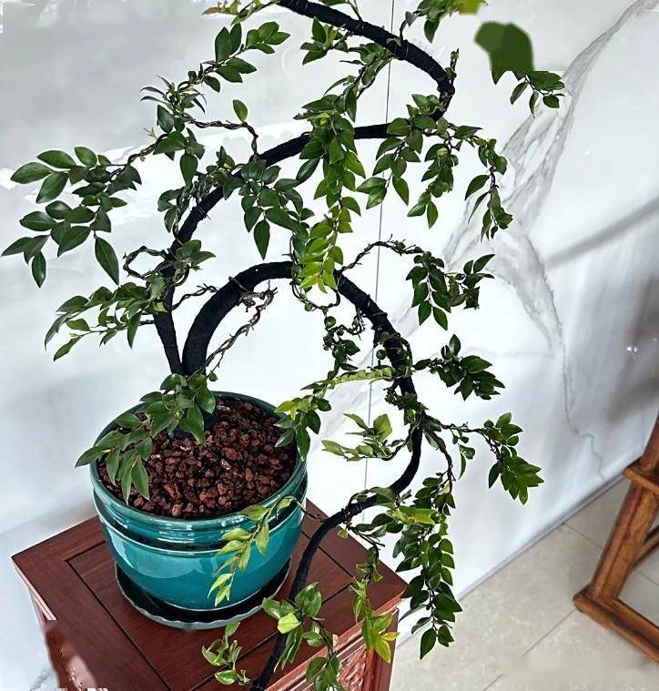 小叶紫檀盆景的养法了解吗?掌握 5 个“保命招”,叶片油亮不烂根,越养越值钱