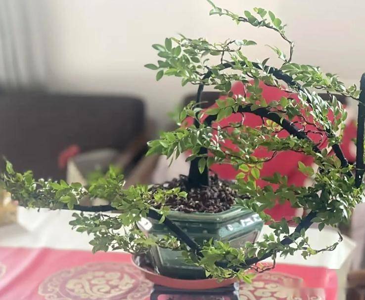 小叶紫檀盆景的养法了解吗?掌握 5 个“保命招”,叶片油亮不烂根,越养越值钱