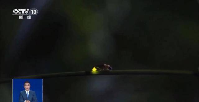 网传萤火虫濒临灭绝是真的吗?