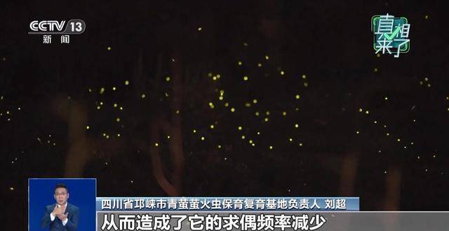 网传萤火虫濒临灭绝是真的吗?