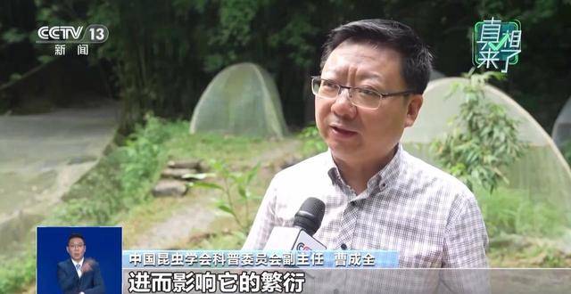 网传萤火虫濒临灭绝是真的吗?