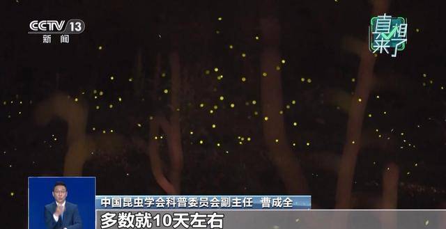 网传萤火虫濒临灭绝是真的吗?