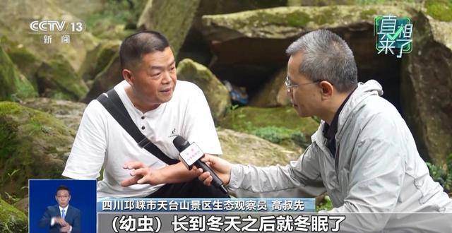 网传萤火虫濒临灭绝是真的吗?