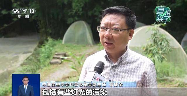 网传萤火虫濒临灭绝是真的吗?