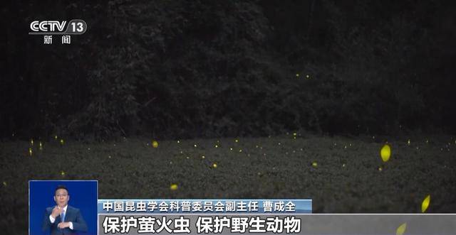 网传萤火虫濒临灭绝是真的吗?