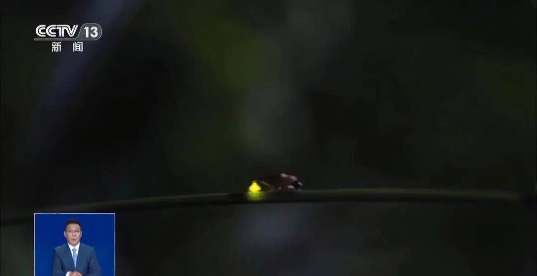 真相来了丨网传萤火虫濒临灭绝 是真的吗?