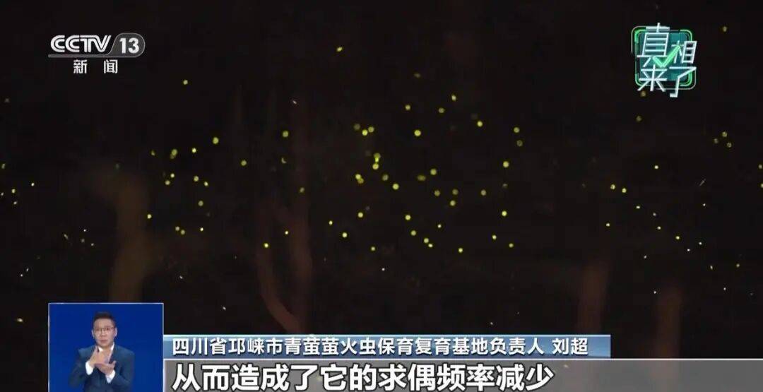 真相来了丨网传萤火虫濒临灭绝 是真的吗?