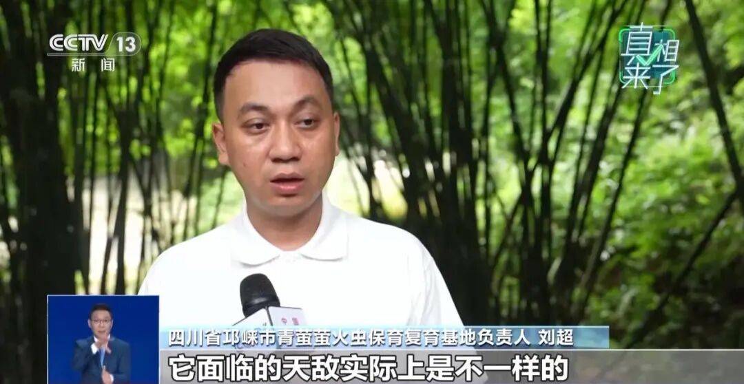 真相来了丨网传萤火虫濒临灭绝 是真的吗?